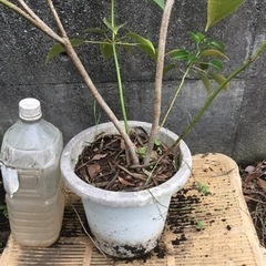 ヤマグルマ　８０センチの画像