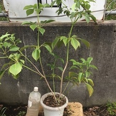 ヤマグルマ　８０センチ