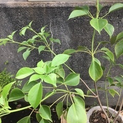 ヤマグルマ　８０センチの画像