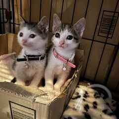 in江南市☆保護猫をオウチに迎えよう！☆2024年5月12日（日...