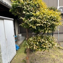ガーデニング　植木　サカキの画像