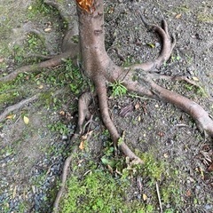 ガーデニング　植木　サカキの画像