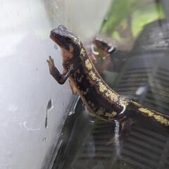 (取引中)シリケンイモリとイモリ