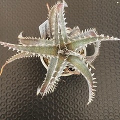 多肉植物 ディッキア  クアンタム