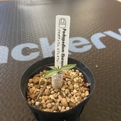 塊根植物 多肉植物 パキポディウム エブレネウム