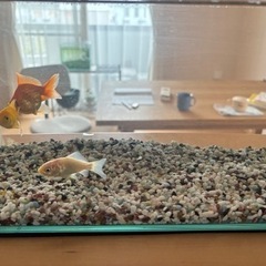 GEX 金魚用砂利の画像