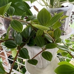 観葉植物3つおまとめ