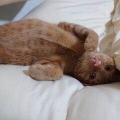 10ヶ月のオス猫です