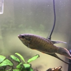その他熱帯魚　パラダイスフィッシュ