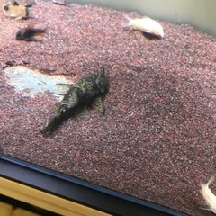 熱帯魚　 プレコの画像