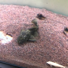 熱帯魚　 プレコ