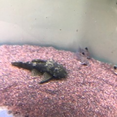 熱帯魚　 プレコの画像