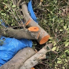 薪用の広葉樹の木です。の画像