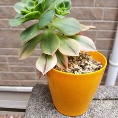 お取引中　　多肉植物　鉢ごと