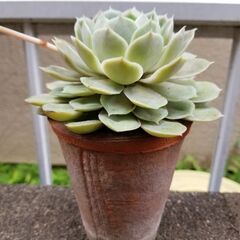 多肉植物　抜き苗