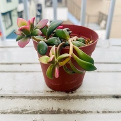 多肉植物　桜吹雪　無料でお譲りします
