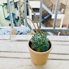 多肉植物　ジロ　無料でお譲りします