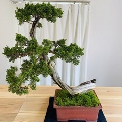 盆栽　の画像