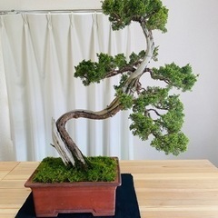 盆栽　の画像
