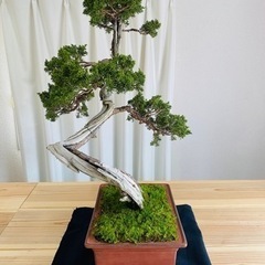 盆栽　の画像