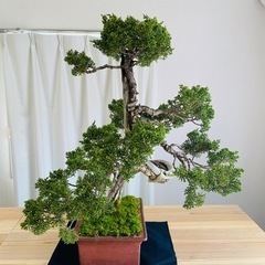 盆栽　の画像