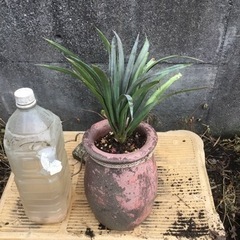 ユッカ
