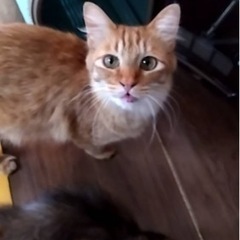 2歳くらいの猫の里親を募集しています！