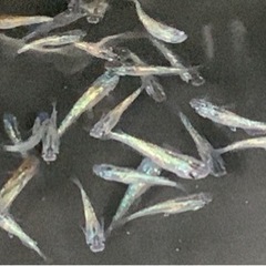 メダカ
の画像
