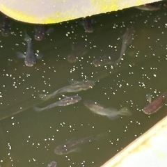 メダカ
の画像
