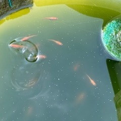 メダカ
の画像