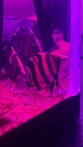 ダトニオ　5匹　リアルバンド　5〜6cm