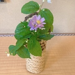 宇宙茶室がありますの画像