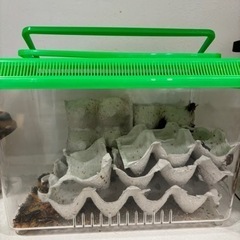 【受渡者決定しました】フタホシコオロギ　100匹〜