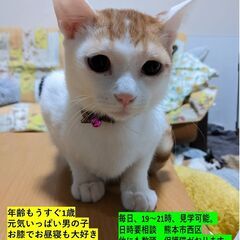 🐈白茶猫　♂１歳0ヶ月くらい　ジェリーくん　里親募集💛