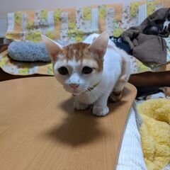 🐈白茶猫　♂１歳0ヶ月くらい　ジェリーくん　里親募集💛 - 熊本市