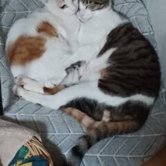 🐈白茶猫　♂１歳0ヶ月くらい　ジェリーくん　里親募集💛 - 猫