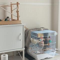 インコ　とまり木　CASA　小鳥の箱庭アスレチックの画像