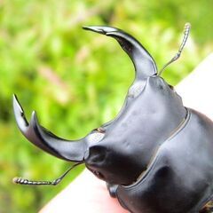 希少佐賀県久保泉産オオクワガタ生体★雄75mm 雌45mm ペアの画像