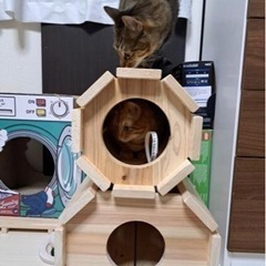 猫ちゃんが喜ぶ天然ヒノキのトンネルの画像