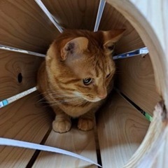 猫ちゃんが喜ぶ天然ヒノキのトンネルの画像