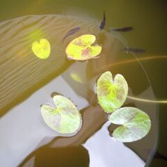 めだかの稚魚の画像