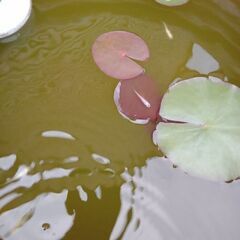 めだかの稚魚の画像