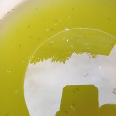 めだかの稚魚の画像