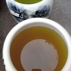 めだかの稚魚の画像