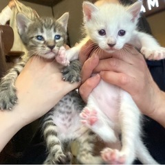ハチワレ母猫ちゃんと子猫5匹(子猫5匹は全員きまりました)