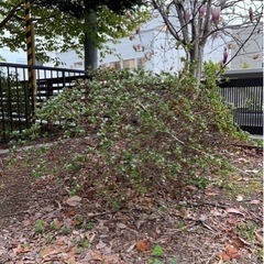 庭の木　草　1
