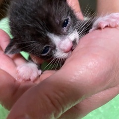 目が開いたばかりの子猫達3匹