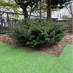 庭の木　草　3