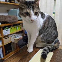 🐈キジシロ猫　♂3歳　トムくん　里親募集💛 
