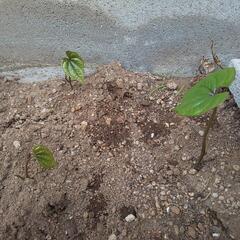 長芋を育ててみませんか？